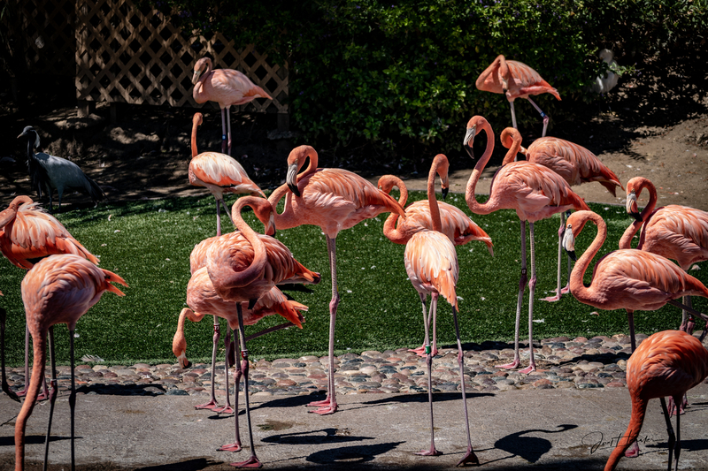 flamingos.jpg