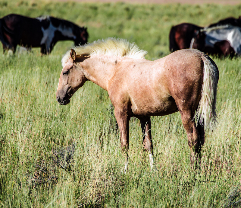 foal(1).jpg
