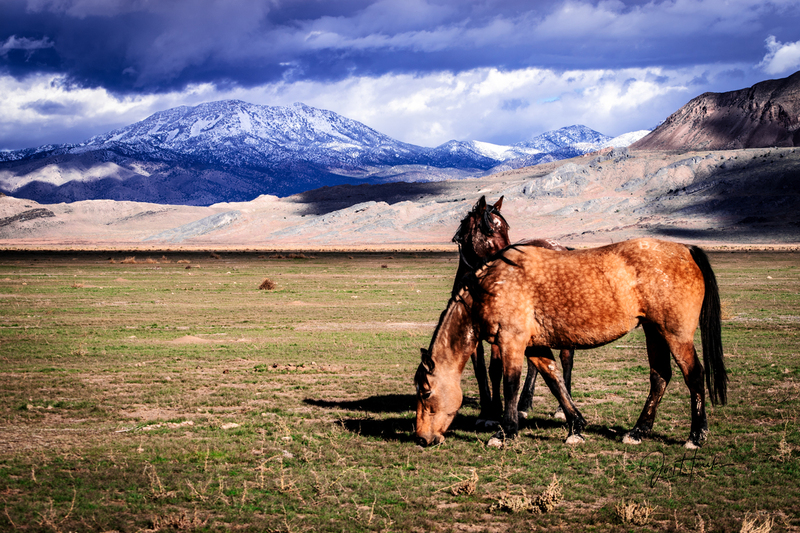 grazing mustangs(1).jpg