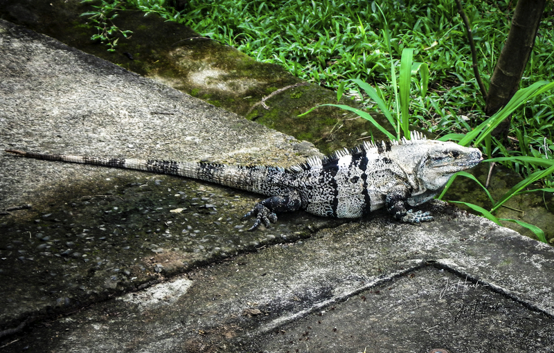 iguana.jpg