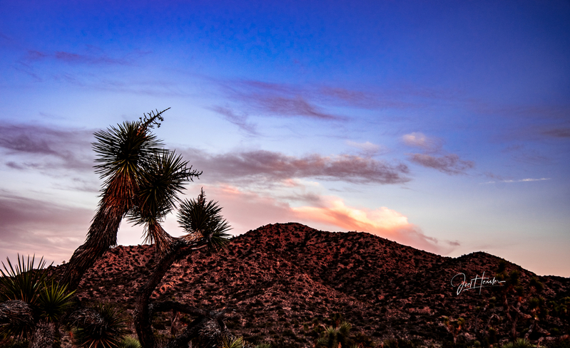 joshua tree good.jpg