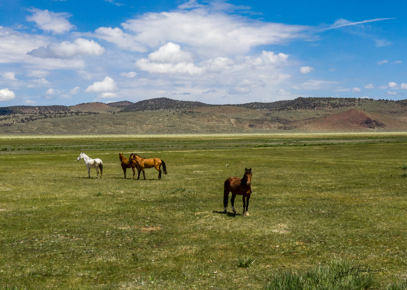 newgood4horse2 (1 of 1).jpg