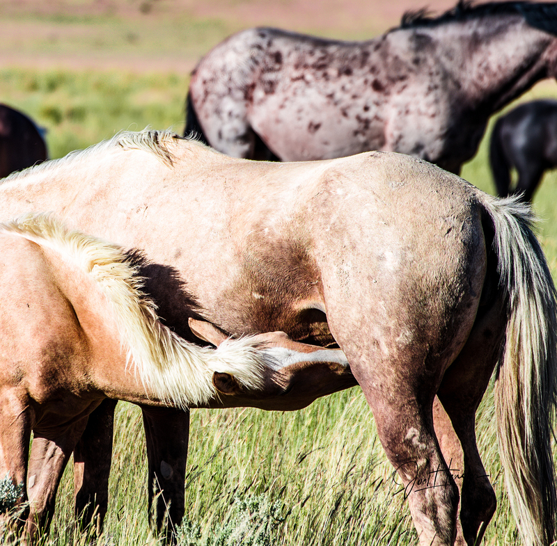 nursing mare.jpg