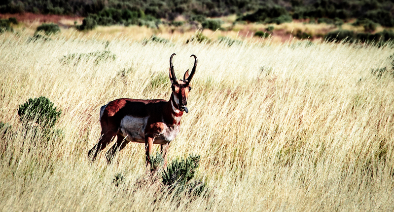pronghorn(1).jpg