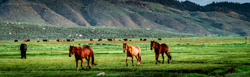 spring morning roundup 2.jpg
