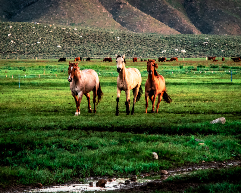 spring morning roundup 3.jpg