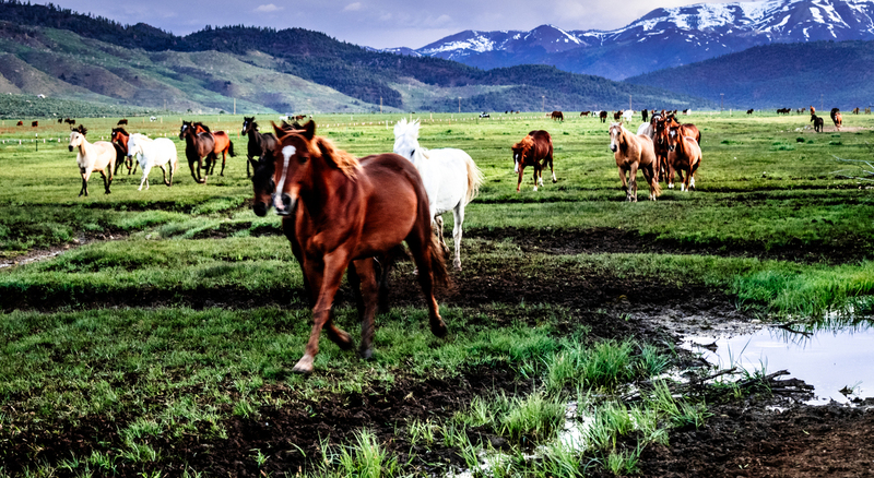 spring morning roundup.jpg