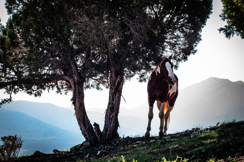stallion.jpg