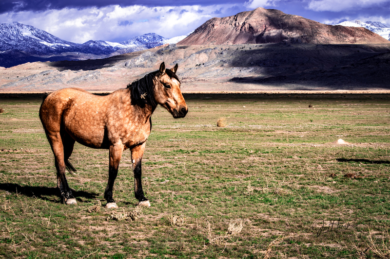 true mustang.jpg