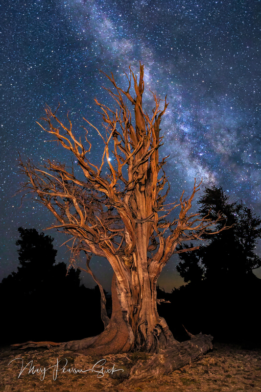 Ancient One of Ancient Bristlecone Pine Forest CA USA MUST CONTACT MPS regarding this image.jpg