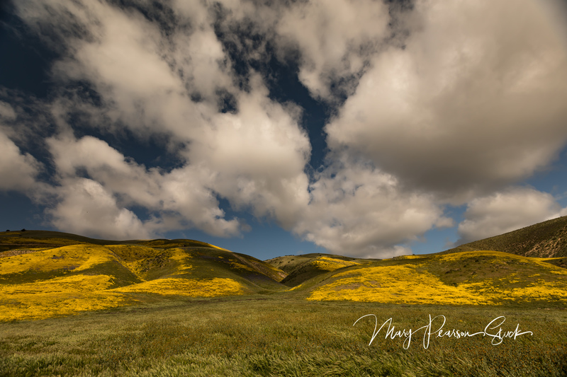 Carrrizo Plain National Monument California USA  MPS-CPNM-0999(1).jpg