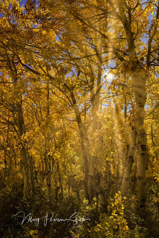 Sunlit Aspens in the Eastern Sierra Nevada California USA  MPS-ESN-1009(1).jpg