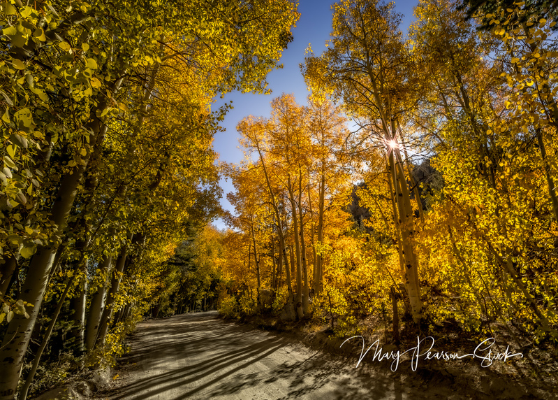 The Power of Gold Eastern Sierra Nevada California USA  MPS-ESN-1012(1).jpg