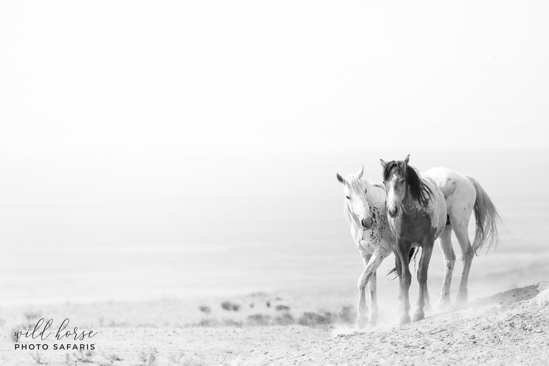 AK3A0252_1bw.jpg