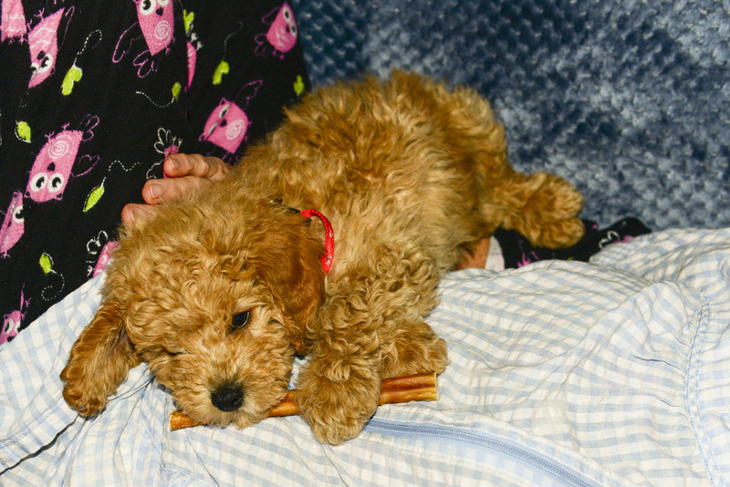 1 Golden Doddle -Misiek30437.jpg
