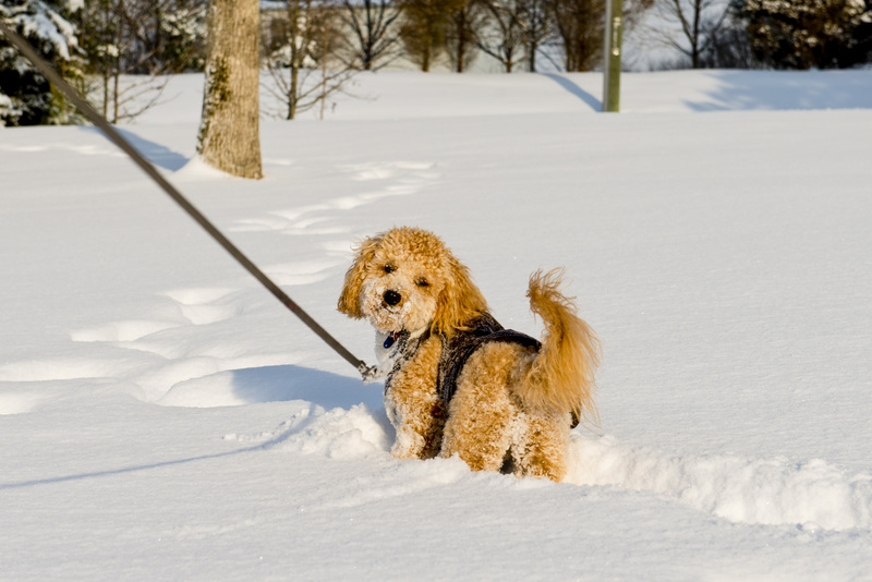 10 Golden Doddle -Misiek66314.jpg