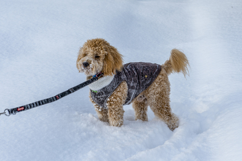 11 Golden Doddle -Misiek66296.jpg