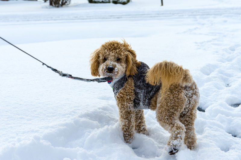 13 Golden Doddle -Misiek66302.jpg