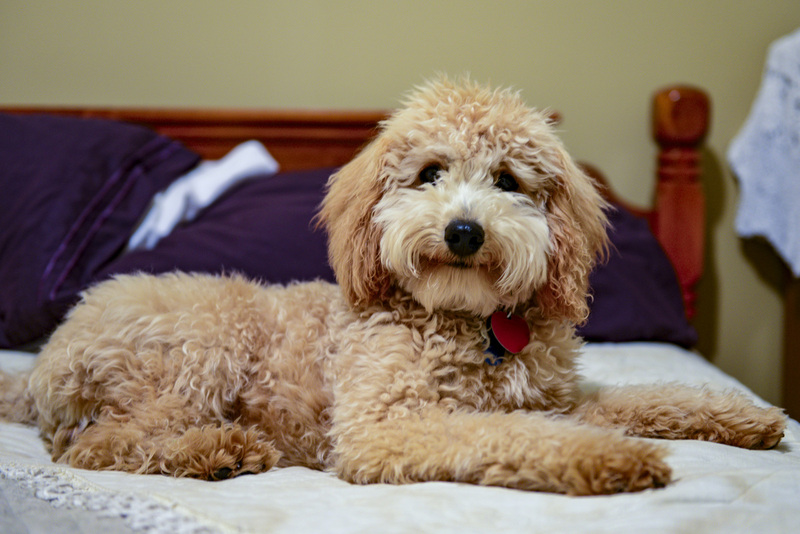 17 Golden Doddle -Misiek31227.jpg