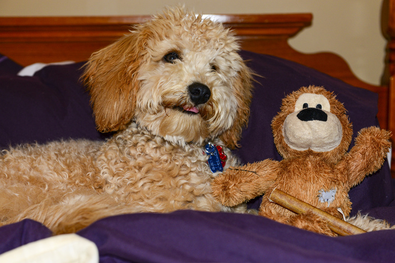 18 Golden Doddle -Misiek31249.jpg