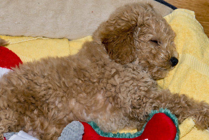 2 Golden Doddle -Misiek65238.jpg