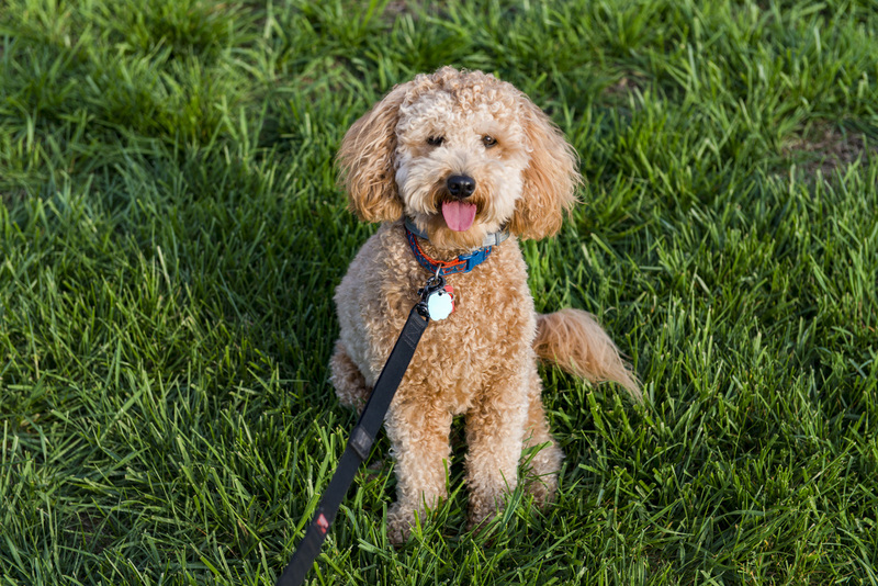 24 Golden Doddle -Misiek70795.jpg