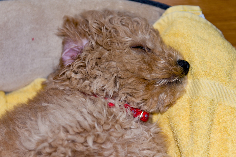 3 Golden Doddle -Misiek65242.jpg