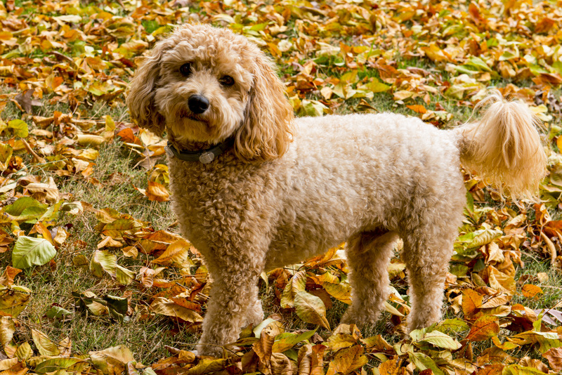 30 Golden Doddle -Misiek68166.jpg