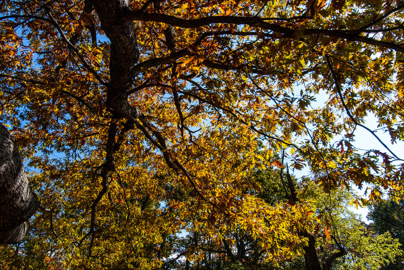 32 Shenandoah National Park.jpg