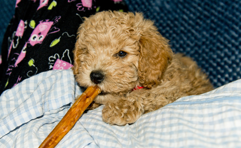 4 Golden Doddle -Misiek65158.jpg