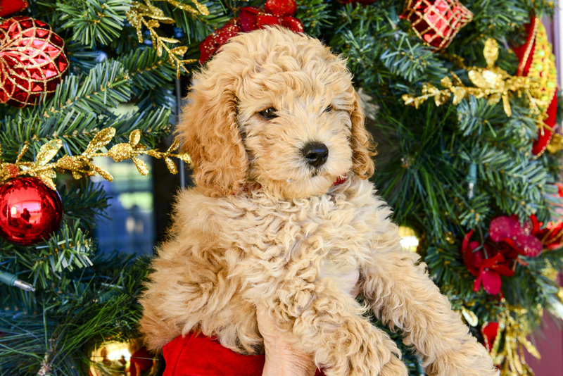 5 Golden Doddle -Misiek30463.jpg