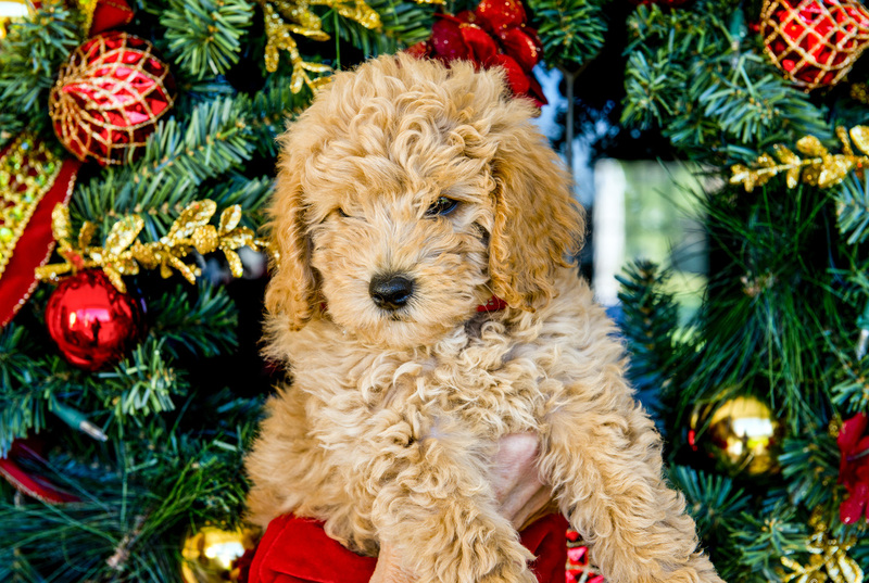 5 Golden Doddle -Misiek65164.jpg