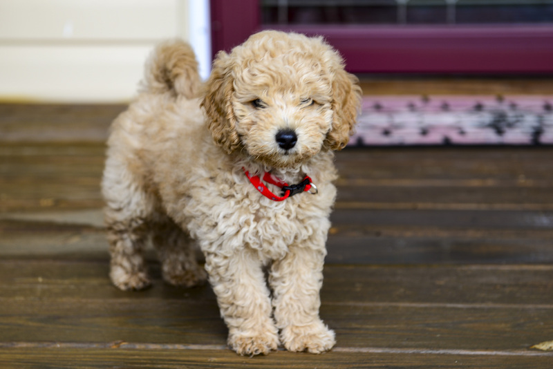 6 Golden Doddle -Misiek30473.jpg