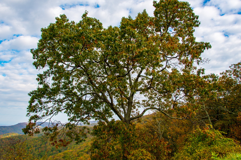 7 Shenandoah National Park.jpg