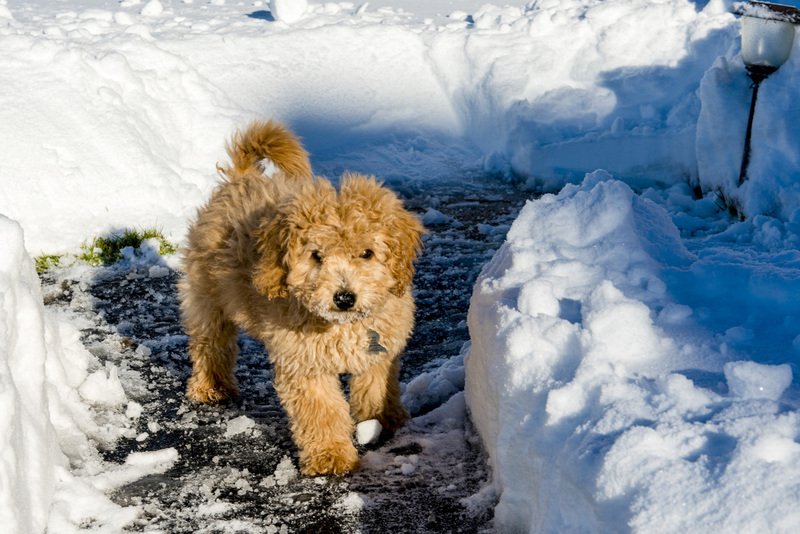 8 Golden Doddle -Misiek36 65370.jpg