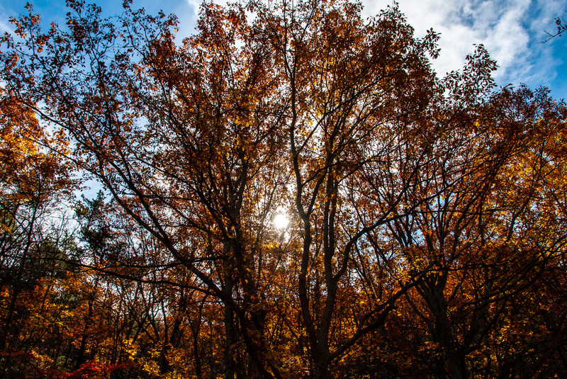 82 Blue Ridge PKWY(2).jpg