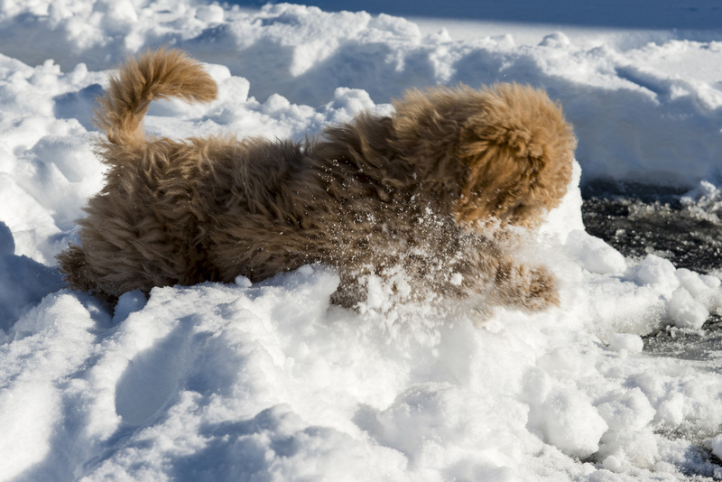 9 Golden Doddle -Misiek49 65383.jpg