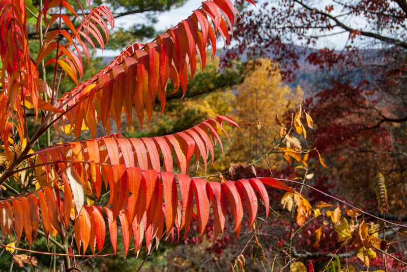 91 Blue Ridge PKWY(2).jpg