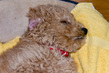 3 Golden Doddle -Misiek.jpg