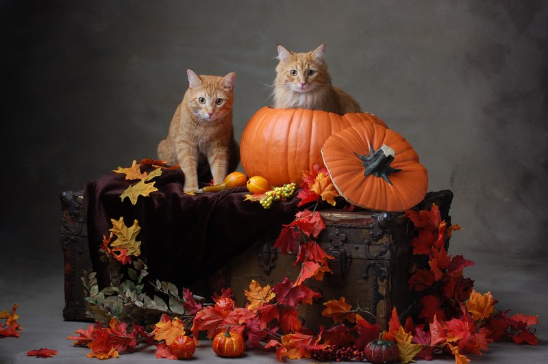 Pet Photographer Kansas City AE Photography 16..jpg :: Pet Photograph AE Photography
