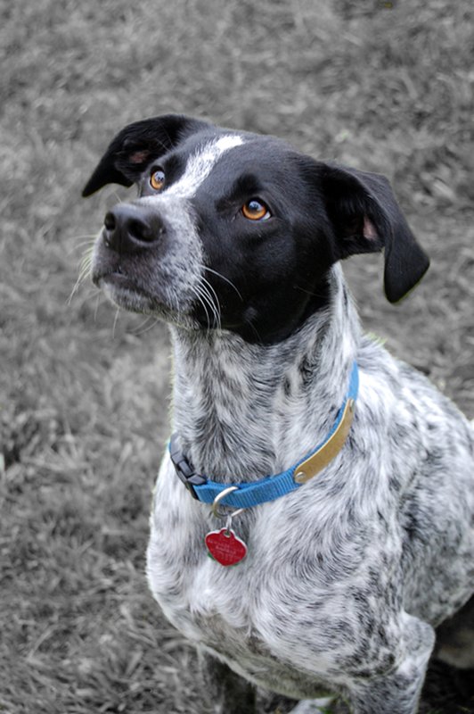 Pet Photographer Kansas City AE Photography 2..jpg :: Pet Photograph AE Photography