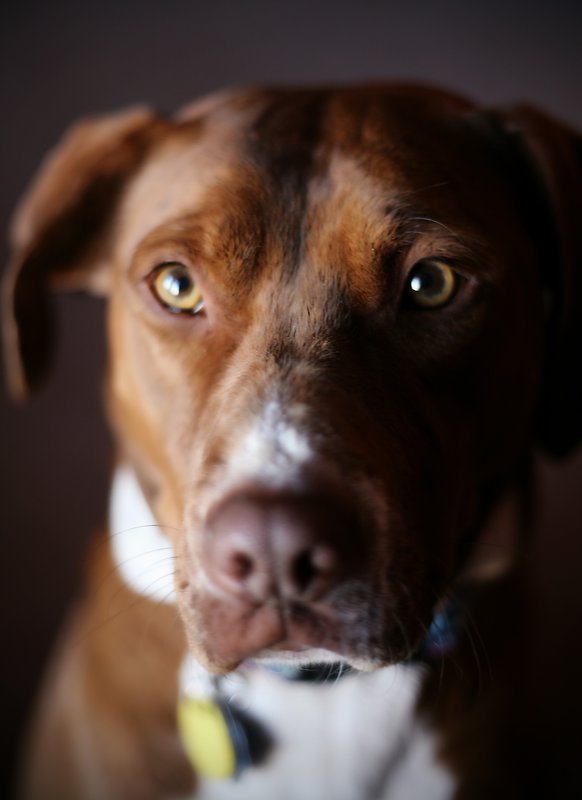 Pet Photographer Kansas City AE Photography 25..jpg :: Pet Photograph AE Photography