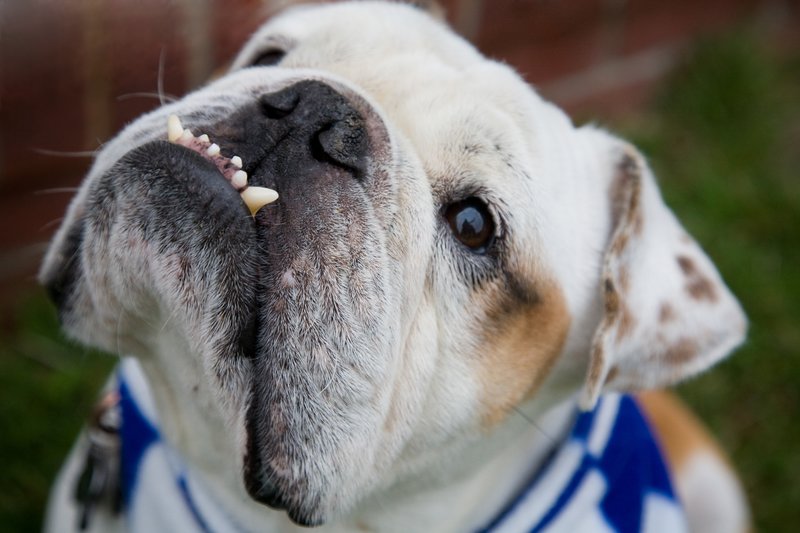 Pet Photographer Kansas City AE Photography 27.jpg