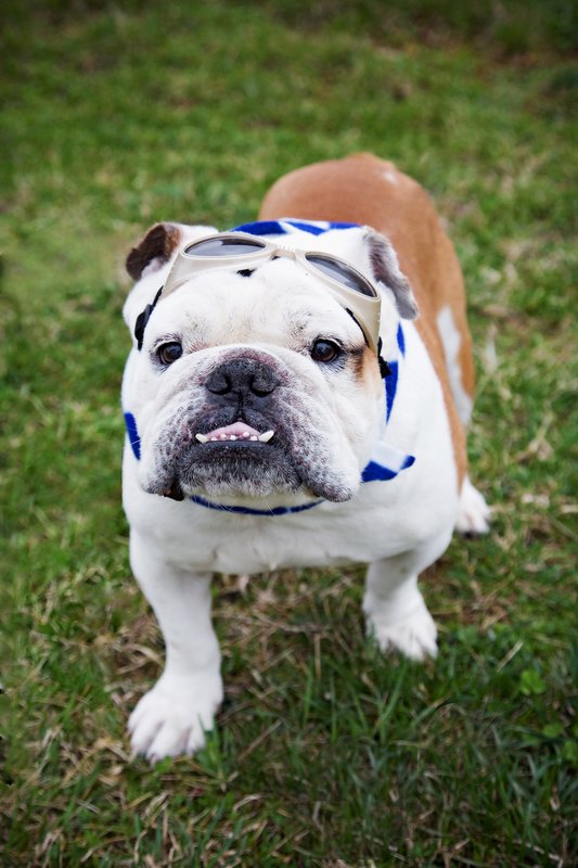 Pet Photographer Kansas City AE Photography 28.jpg