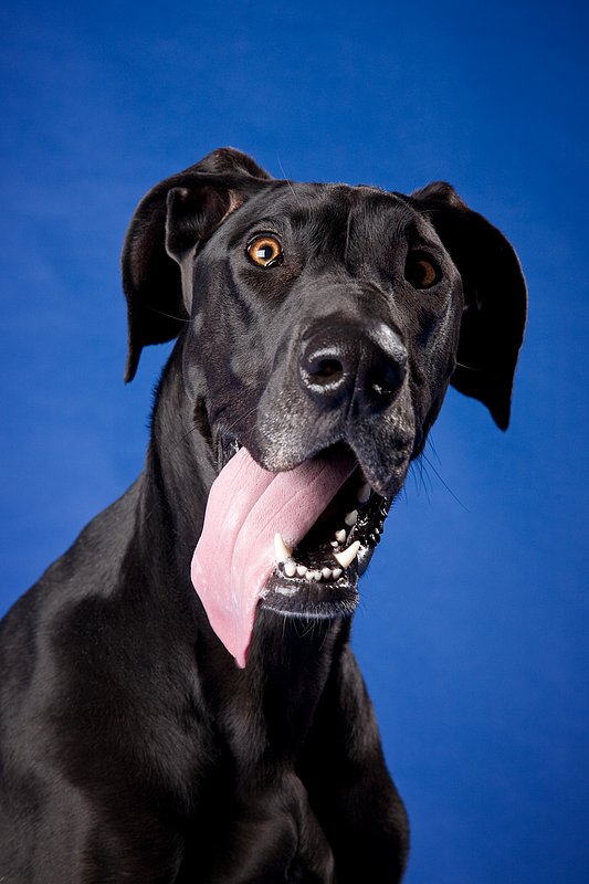 Pet Photographer Kansas City AE Photography 31.jpg