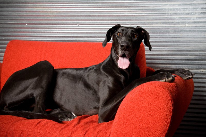 Pet Photographer Kansas City AE Photography 33.jpg