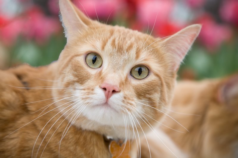 Pet Photographer Kansas City AE Photography 41.jpg