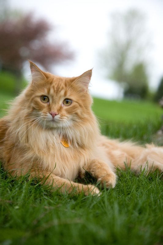 Pet Photographer Kansas City AE Photography 43.jpg