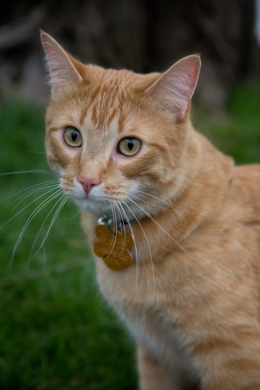 Pet Photographer Kansas City AE Photography 44.jpg