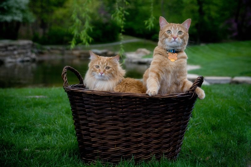 Pet Photographer Kansas City AE Photography 45.jpg